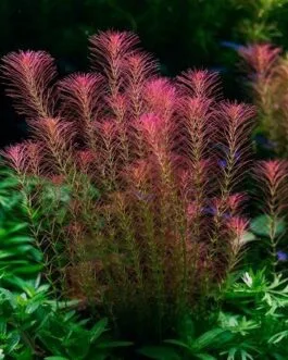 Rotala wallichi pink(5 piece)