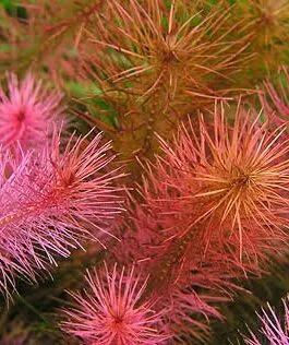 Rotala wallichi pink(5 piece)