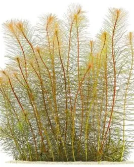 Rotala wallichi Vietnam(5 piece)