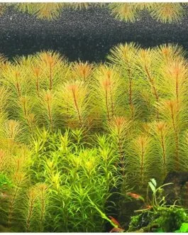 Rotala wallichi Vietnam(5 piece)