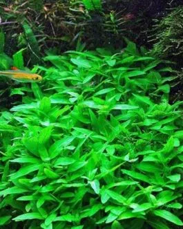 Staurogyne porto velho(3 stem)