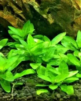 Staurogyne porto velho(3 stem)