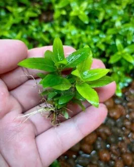 staurogyne repens limited quantity(2 stem)