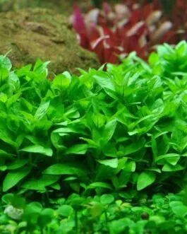 staurogyne repens limited quantity(2 stem)