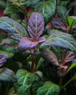 Staurogyne sp Purple(3 stem)