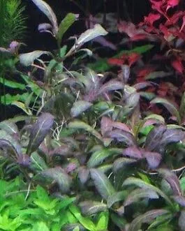 Staurogyne sp Purple(3 stem)