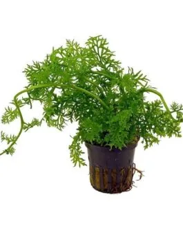 Ceratopteris thalictroides China(10 Stem)