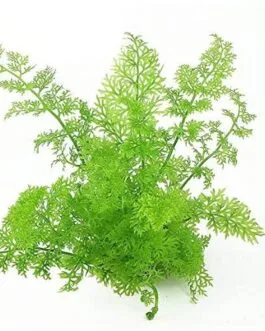 Ceratopteris thalictroides China(10 Stem)