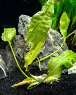 Cryptocoryne ciliata(1 Rhizome)