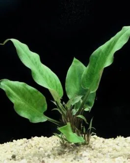 Cryptocoryne ciliata(1 Rhizome)