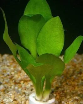Cryptocoryne lingua(1 Rhizome)