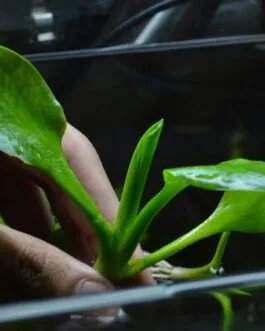 Cryptocoryne lingua(1 Rhizome)