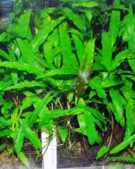 Cryptocoryne lucens(2 Rhizomes)