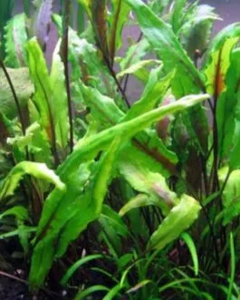 Cryptocoryne lutea(2 Rhizomes)