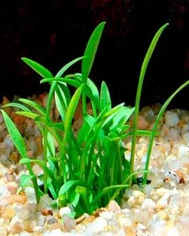 Cryptocoryne parva(2 Rhizomes)