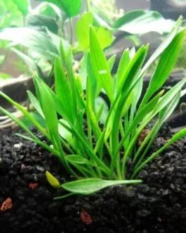 Cryptocoryne parva(2 Rhizomes)