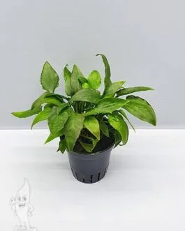 Cryptocoryne potederifolia(1 Rhizome)