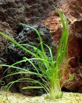 Cryptocoryne retrospiralis(1 Rhizome)