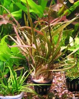 Cryptocoryne retrospiralis(1 Rhizome)