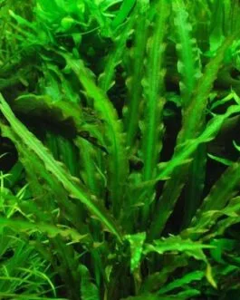 Cryptocoryne spiralis(1 Rhizome)