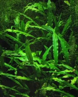 Cryptocoryne spiralis(1 Rhizome)