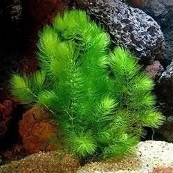 foxtail plant(5 stem)
