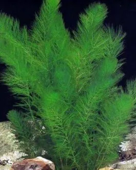 foxtail plant(5 stem)