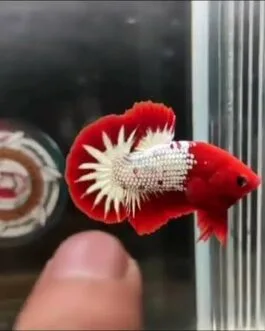 Red FCCP Betta(1pair)