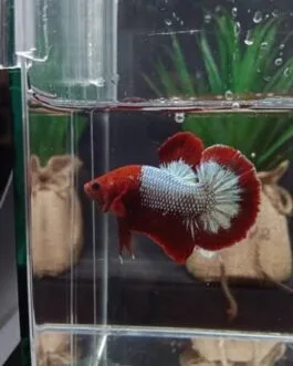 Red FCCP Betta(1pair)