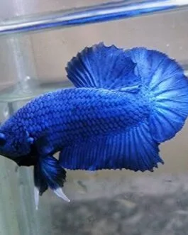 Blue HMPK + Betta Food(1pair)