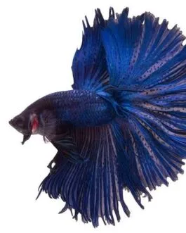 Fancy Betta + Betta Flakes(1 Pair)