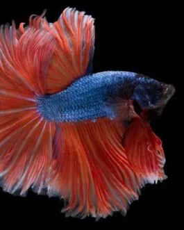 Fancy Betta + Betta Flakes(1 Pair)