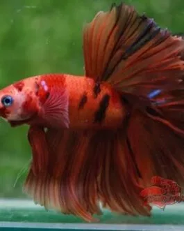 Nemo Galaxy ohm Betta(1pair)