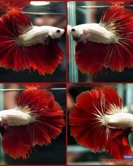 Red Dragon Rosetail Betta(1 pair)