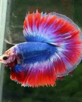 Thaiflag Rosetail Betta(1pair)