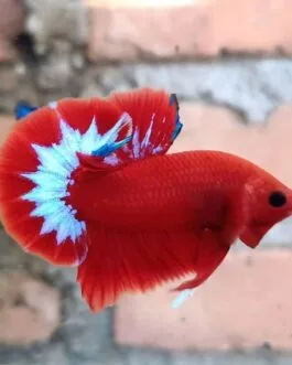 Hellboy Plakad Betta(1 pair)