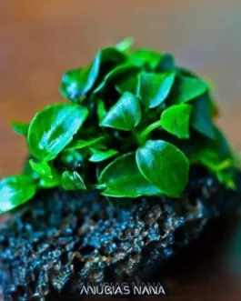 Anubias Nana Petite