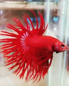Red Crowntail Betta(1 pair)