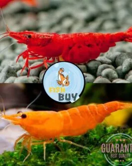 10 pcs Shrimp Combo(5 pcs Bloody mary & 5 pcs Sakura Orange)