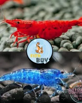 10 pcs Shrimp Combo(5 pcs Bloody mary & 5 pcs Electric blue)