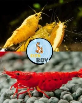 10 pcs Shrimp Combo(5 pcs Bloody Mary,5 pcs Golden yellow Back)