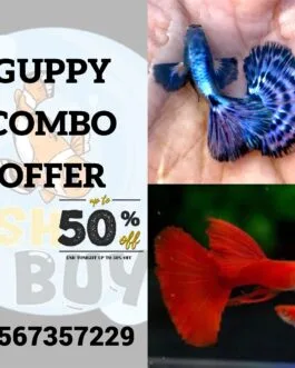2 Pair Guppy Combo (1 Pair Afr Flower Dorsal & 1 Pair Purple Berry Dragon Dumpo Ear Guppy)