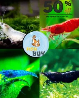 8pcs Shrimp Combo(Sakura Red,Blue velvet,Black ,ghost) 1 pair each