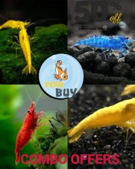 15 pcs Shrimp Combo (5 piece each Bloody mary, Golden yellow back, Blue velvet)