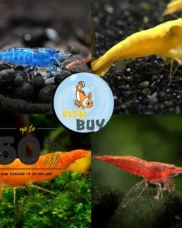 4 Pair Shrimp Combo(Electric Blue,Golden yellow Back, Sakura Orange, cherry red)-1 pair each