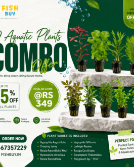 50 Aqua Stem Assorted(10 Varieties)
