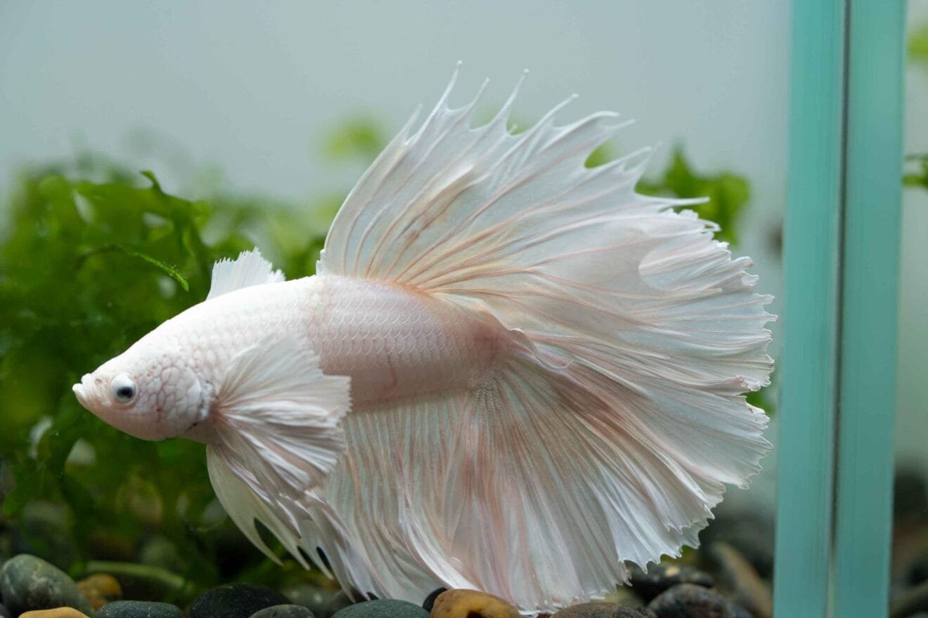 White Dumpo Ear Betta(1 pair) Fish Buy
