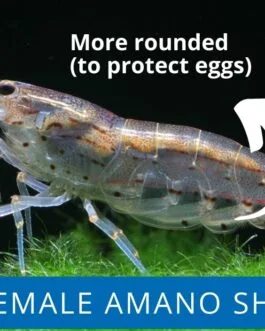 Amano Shrimp(1 Pair)