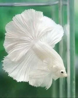 Milky White Ohm Betta(1 pair)