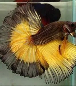 Mustard Gas Halfmoon Betta Fish(1 pair)